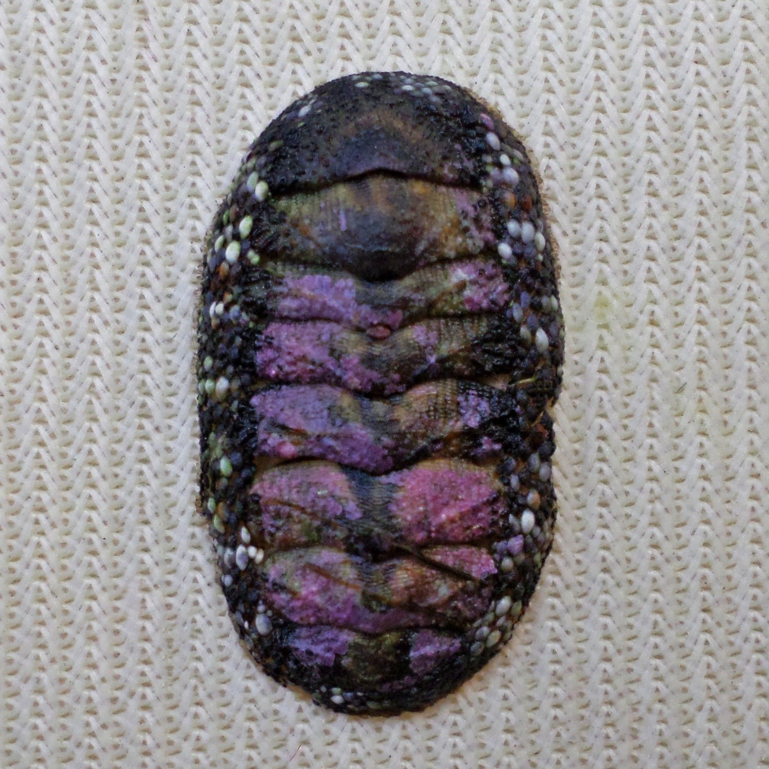 ACB20 - Squampoleura miles 16.65mm