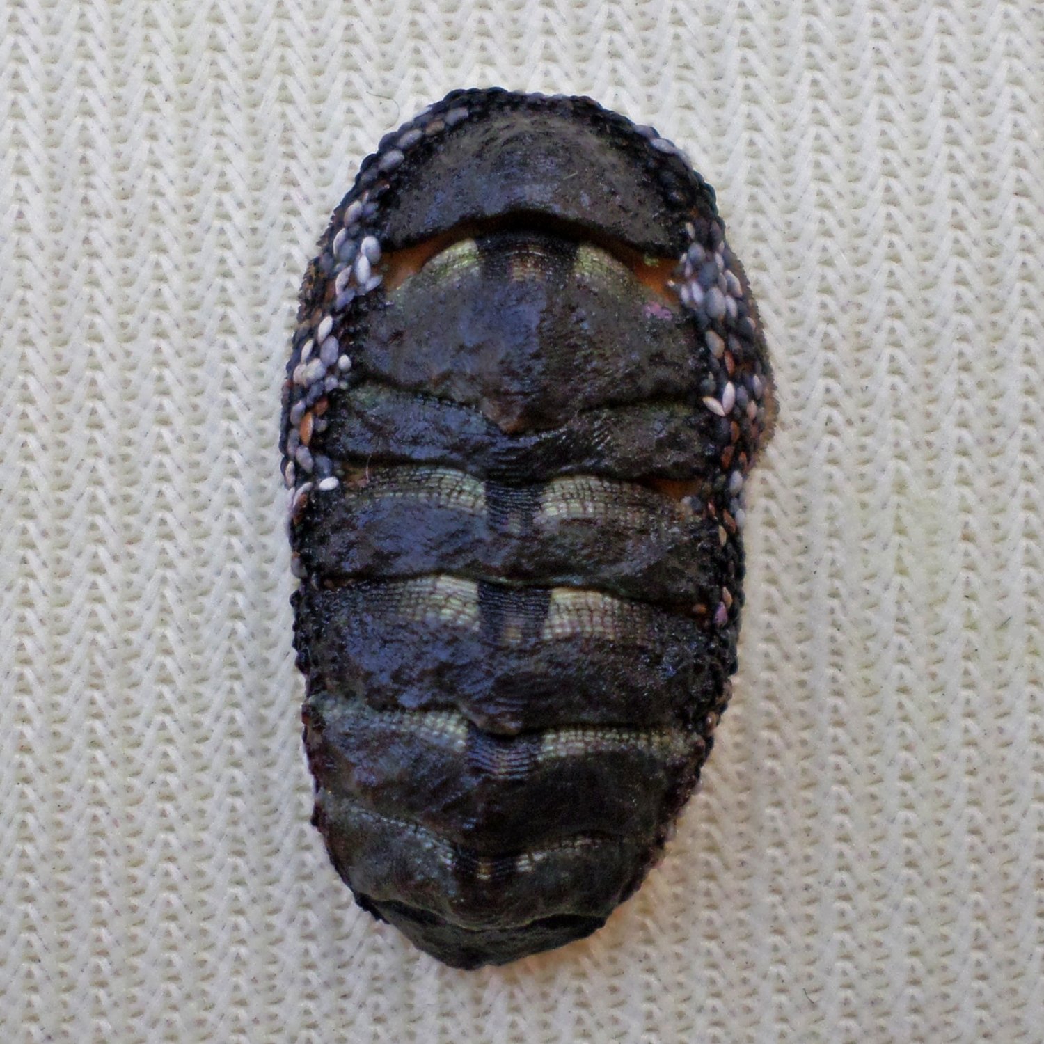 ACB21 - Squampoleura miles 17.32mm