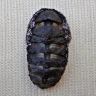 ACB21 - Squampoleura miles 17.32mm