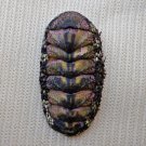 ACB24 - Squampoleura miles 21.84mm