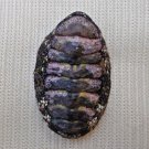 ACB25 - Squampoleura miles 21.57mm