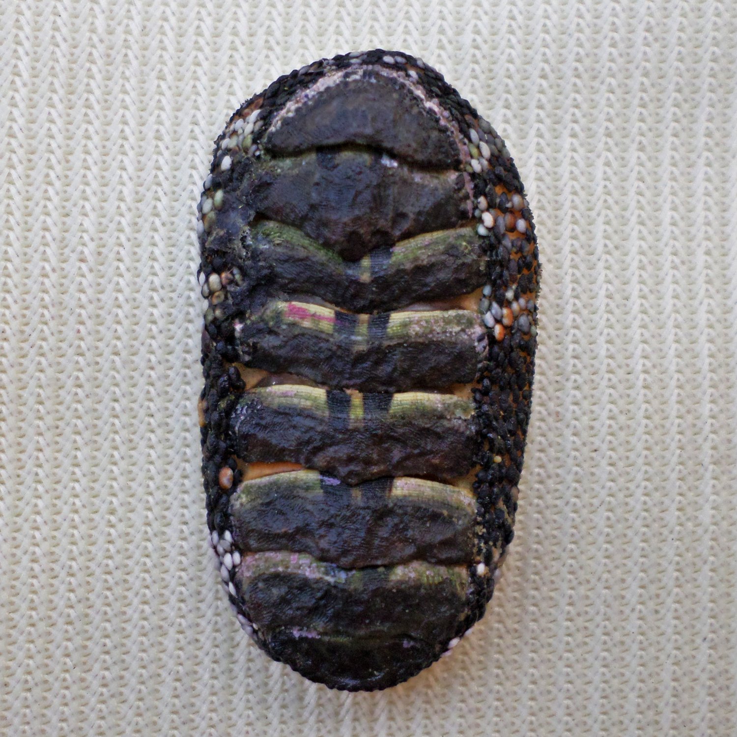 ACB27 - Squampoleura miles 23.34mm