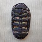 ACB27 - Squampoleura miles 23.34mm