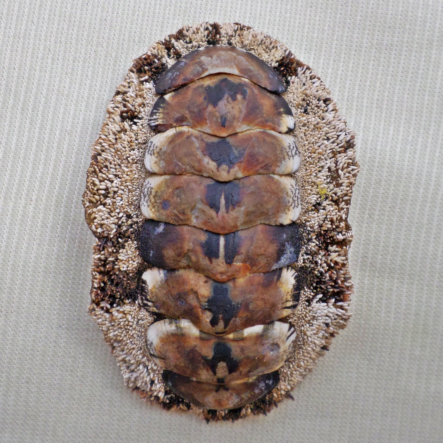 AEA14 - Acanthopleura gemmata 51.75mm