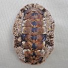 AEA14 - Acanthopleura gemmata 51.75mm