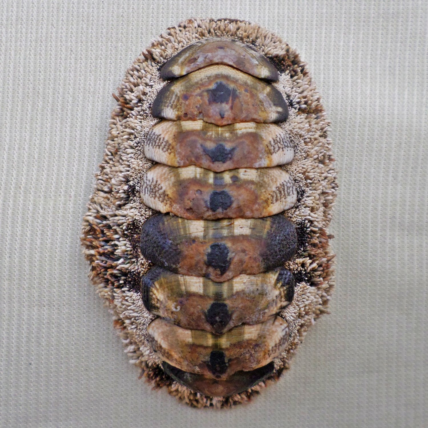 AEA15 - Acanthopleura gemmata 53.61mm