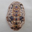 AEA15 - Acanthopleura gemmata 53.61mm