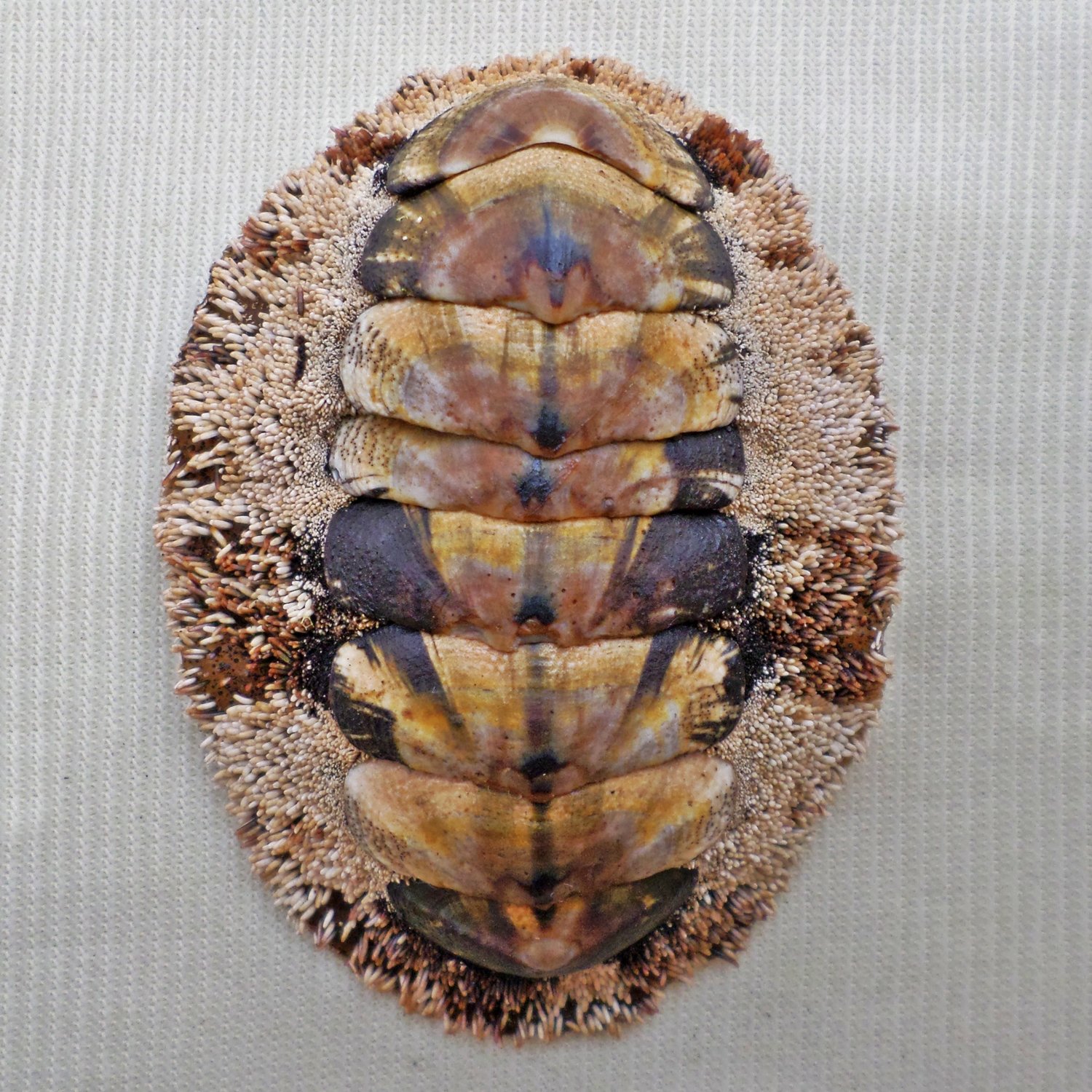 AEA16 - Acanthopleura gemmata 54.11mm
