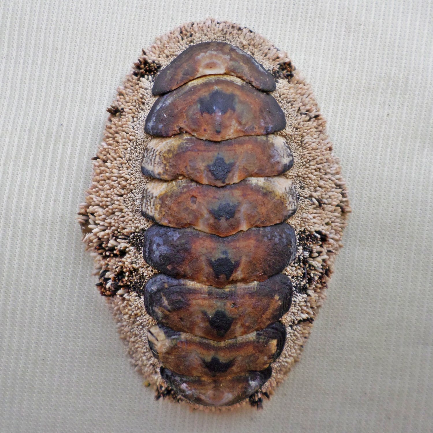 AEA17 - Acanthopleura gemmata 57.41mm