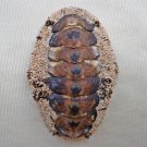 AEA17 - Acanthopleura gemmata 57.41mm