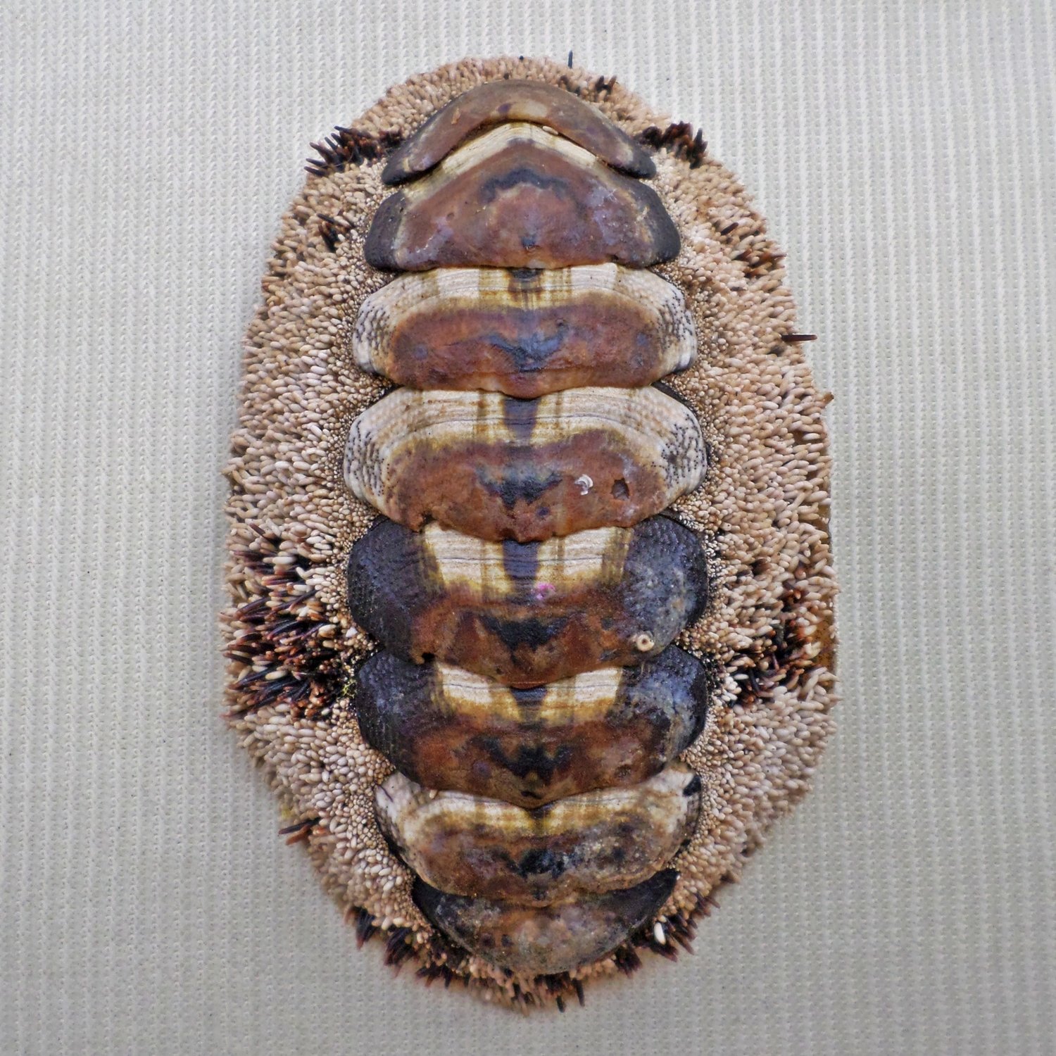 AEA18 - Acanthopleura gemmata 58.22mm