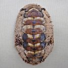 AEA18 - Acanthopleura gemmata 58.22mm
