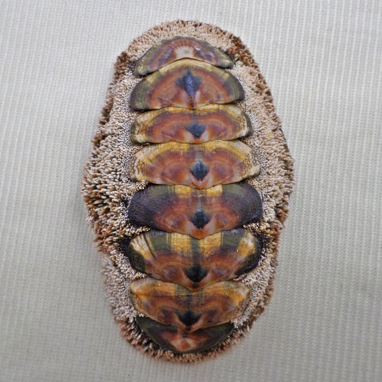 AEA19 - Acanthopleura gemmata 60.72mm