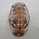 AEA19 - Acanthopleura gemmata 60.72mm