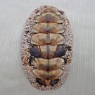 AEA20 - Acanthopleura gemmata 64.43mm