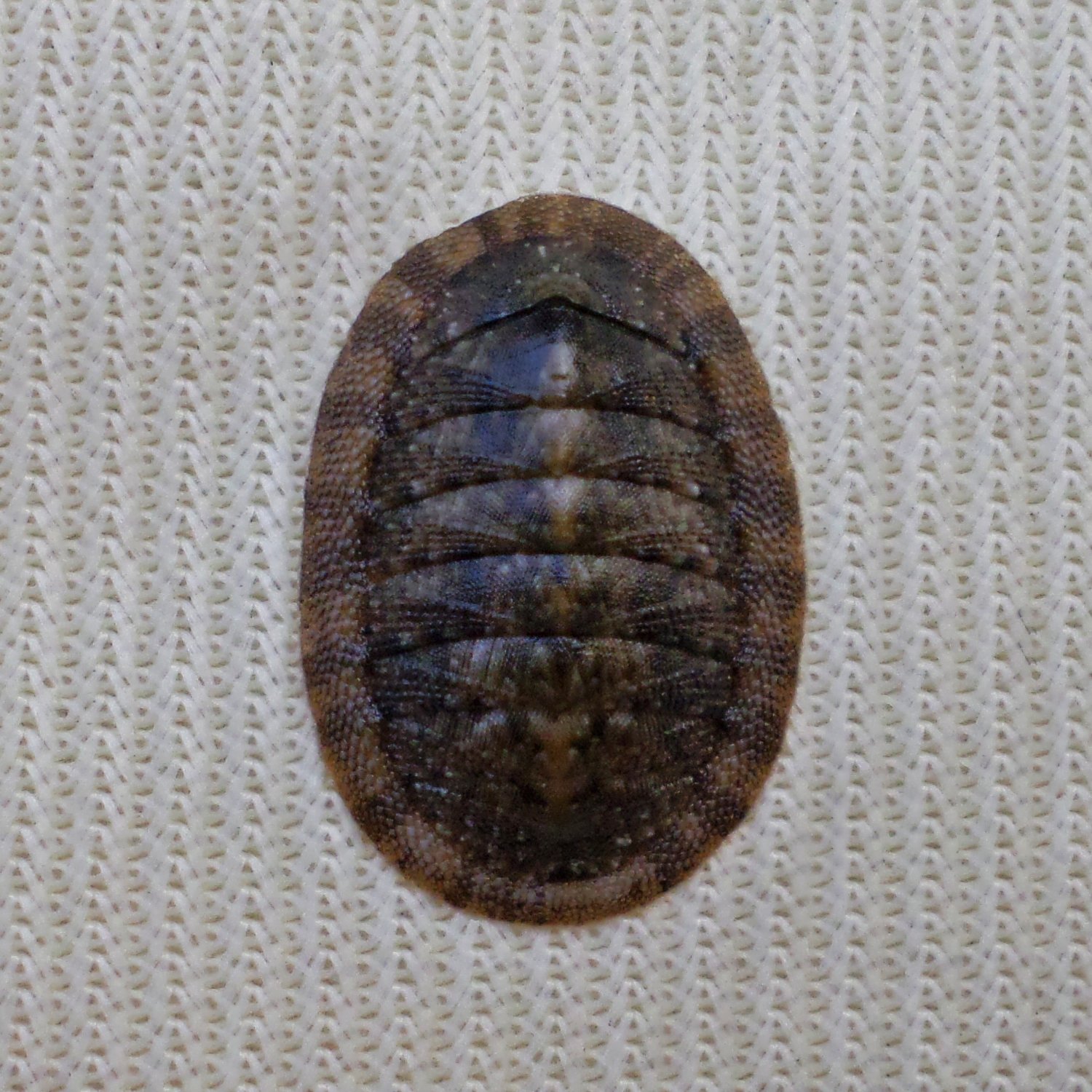 ACB31 - Ischnochiton caliginosus 12.83mm
