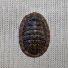 ACB31 - Ischnochiton caliginosus 12.83mm