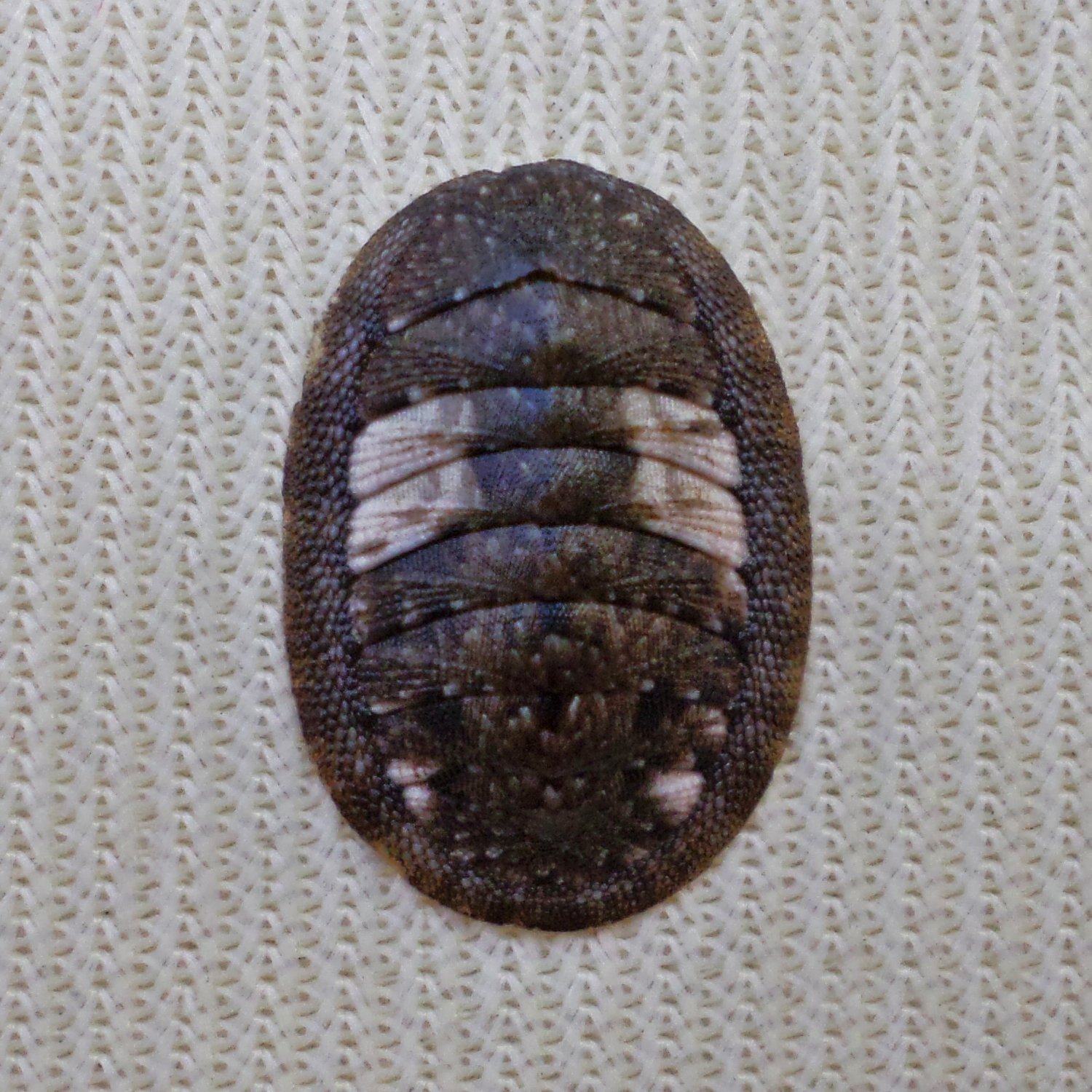 ACB32 - Ischnochiton caliginosus 12.04mm