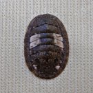 ACB32 - Ischnochiton caliginosus 12.04mm