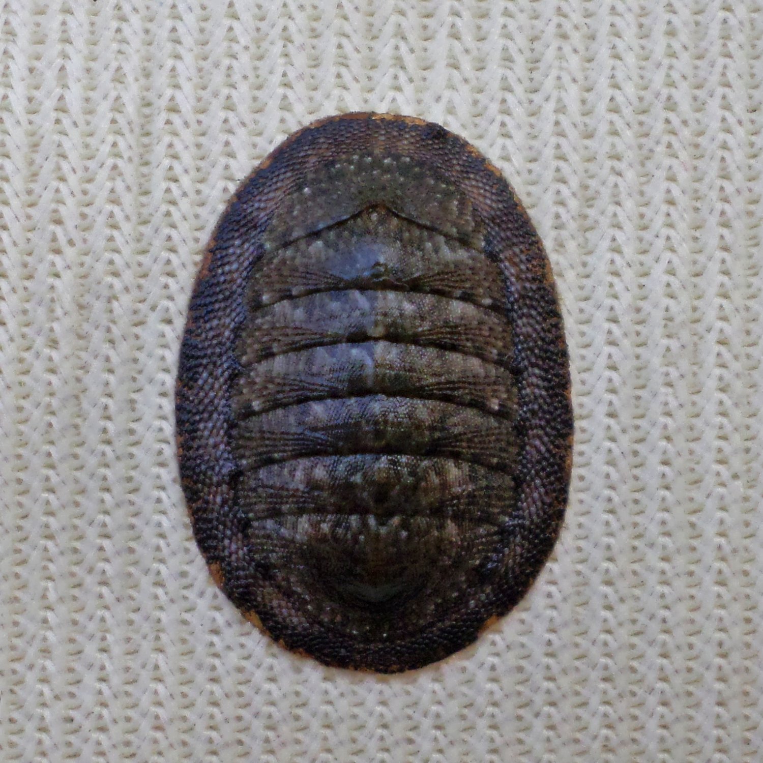 ACB33 - Ischnochiton caliginosus 12.79mm