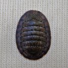ACB33 - Ischnochiton caliginosus 12.79mm