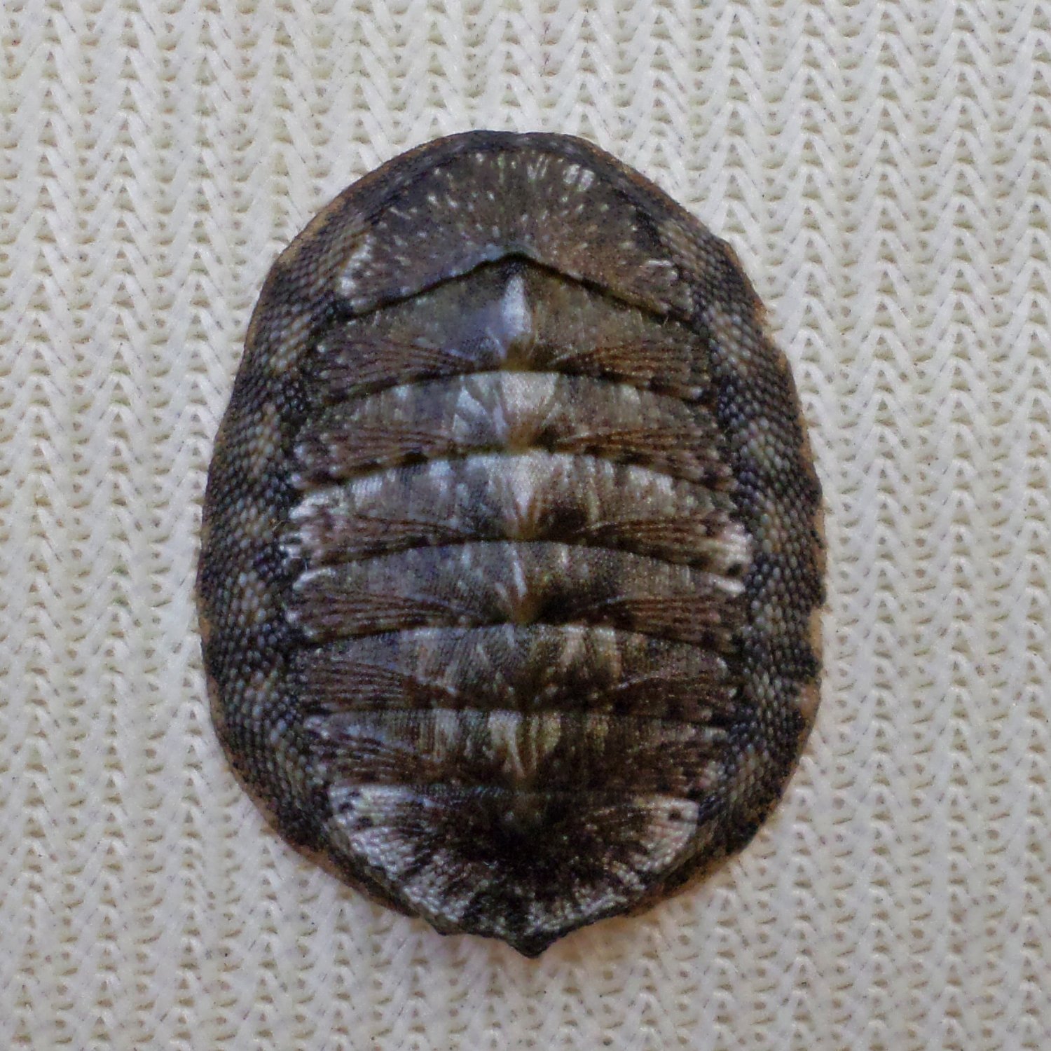 ACB34 - Ischnochiton caliginosus 13.95mm