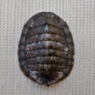 ACB34 - Ischnochiton caliginosus 13.95mm