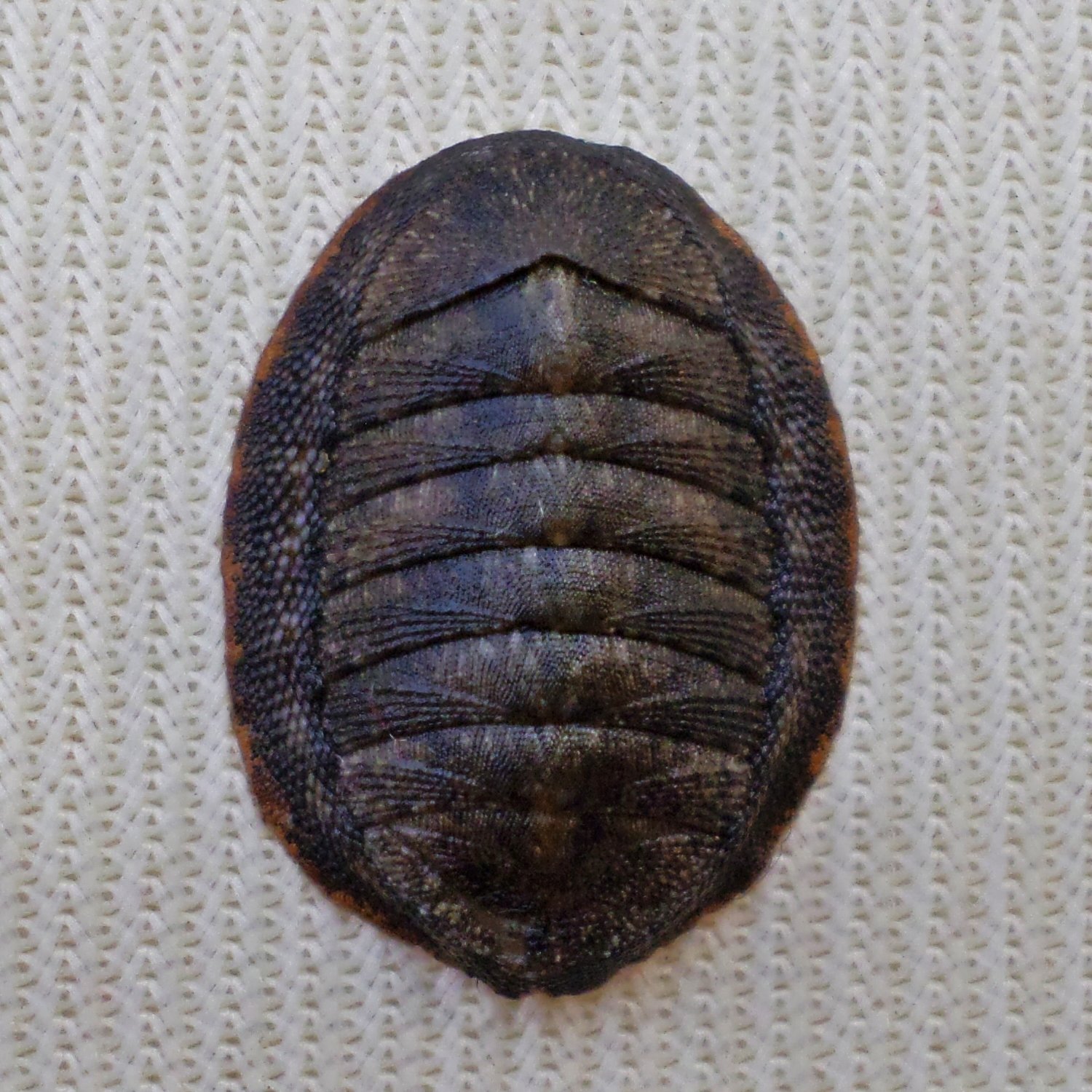 ACB35 - Ischnochiton caliginosus 14.18mm