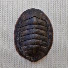 ACB35 - Ischnochiton caliginosus 14.18mm