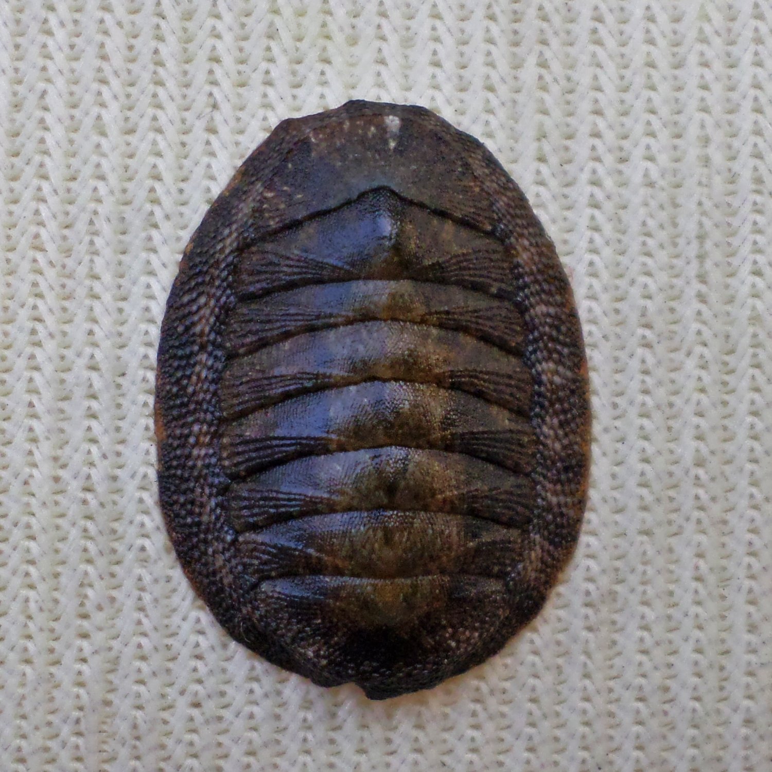 ACB36 - Ischnochiton caliginosus 14.03mm