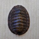 ACB36 - Ischnochiton caliginosus 14.03mm