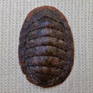 ACB39 - Ischnochiton caliginosus 15.19mm