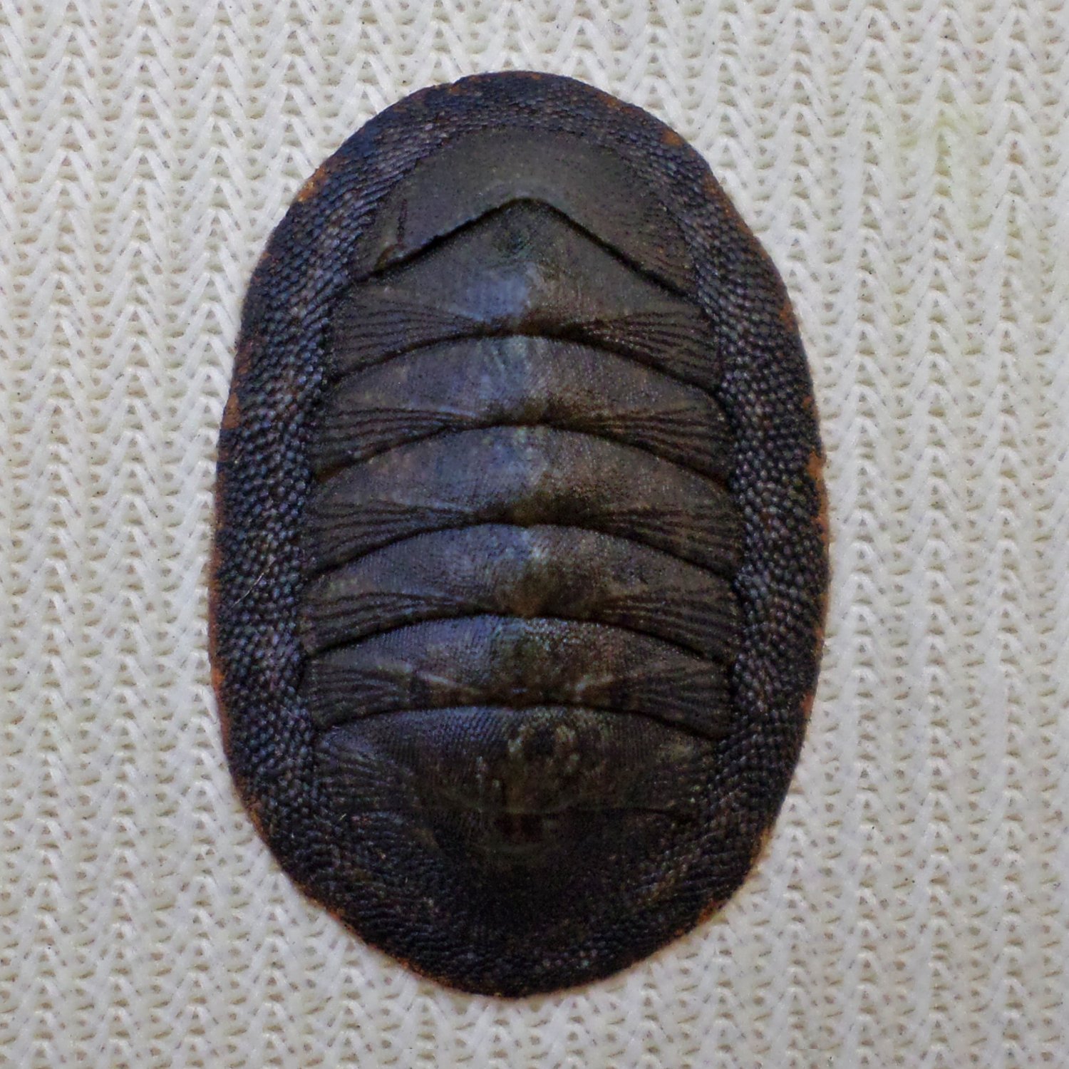 ACB40 - Ischnochiton caliginosus 16.89mm