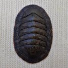 ACB40 - Ischnochiton caliginosus 16.89mm