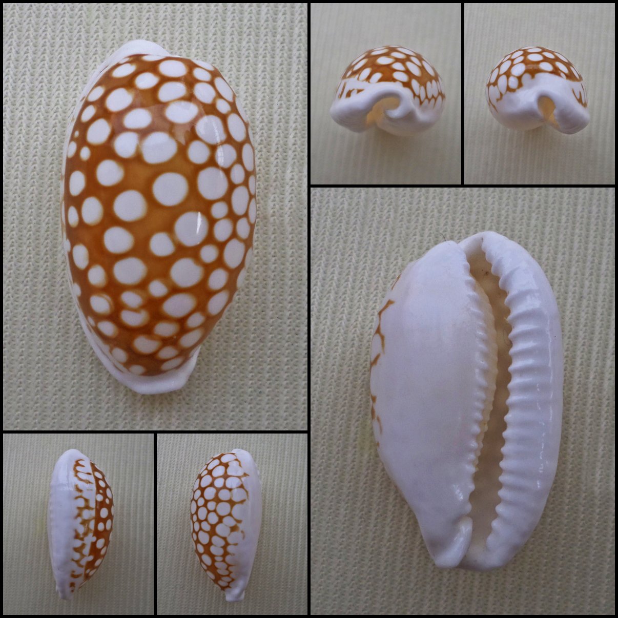 AHB04 - Cribrarula cribraria 25.24mm