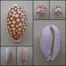 AHB04 - Cribrarula cribraria 25.24mm