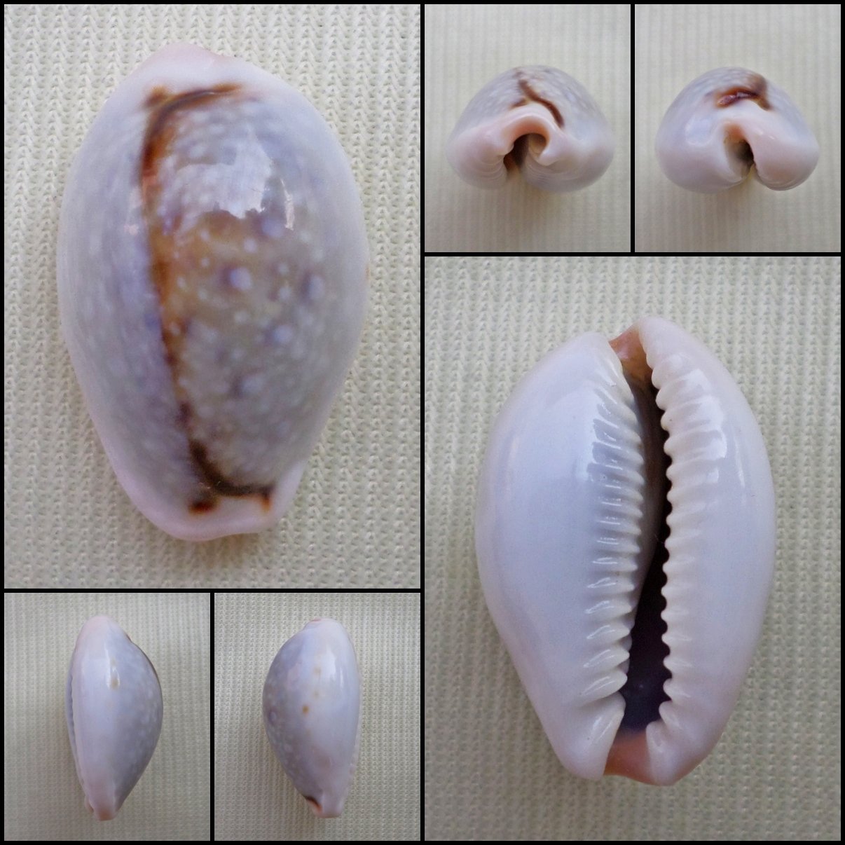 ACA07 - Erosaria boivinii 22.03mm