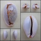 ACA07 - Erosaria boivinii 22.03mm