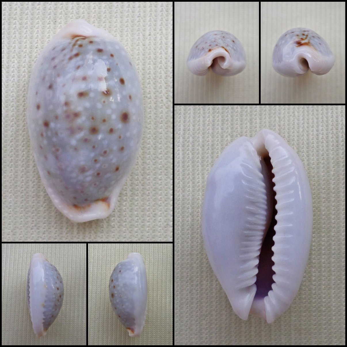 ACA22 - Erosaria boivinii 22.25mm