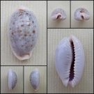 ACA22 - Erosaria boivinii 22.25mm