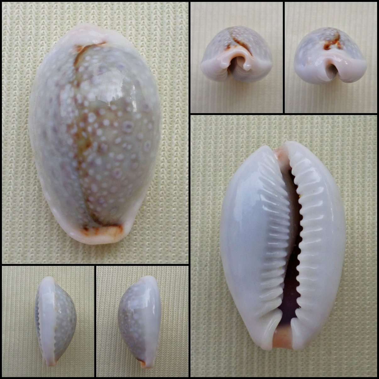 ACA23 - Erosaria boivinii 21.72mm