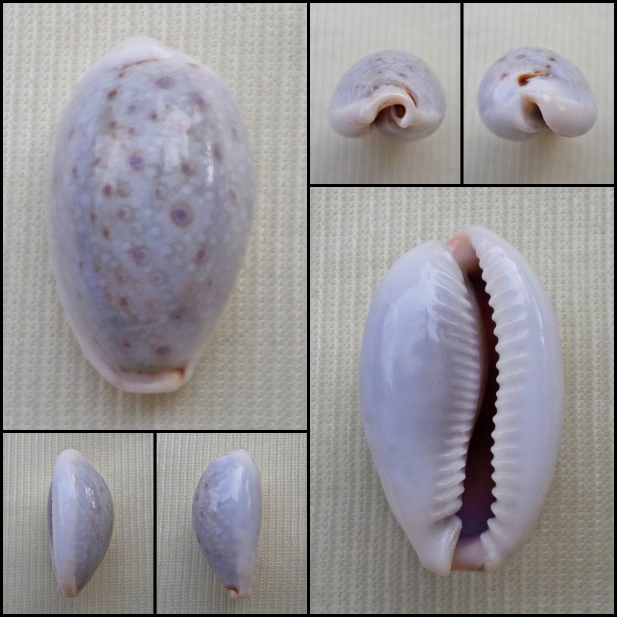 ACA26 - Erosaria boivinii 23.29mm