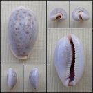 ACA26 - Erosaria boivinii 23.29mm