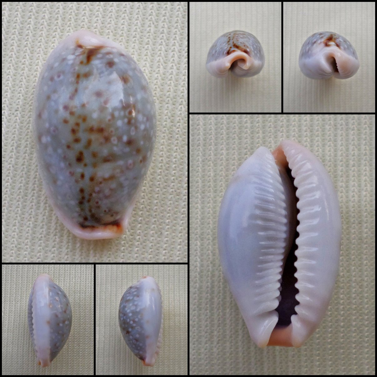 ACA28 - Erosaria boivinii 19.32mm