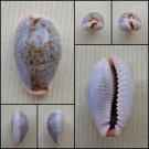 ACA28 - Erosaria boivinii 19.32mm