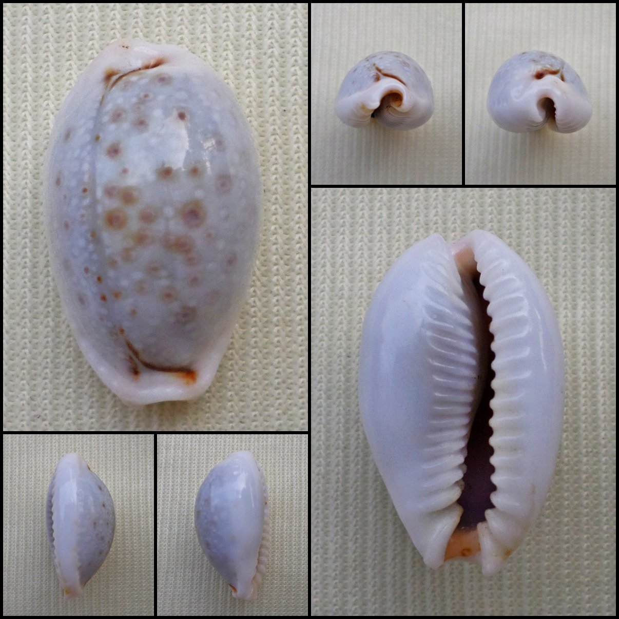 ACA29 - Erosaria boivinii 20.38mm