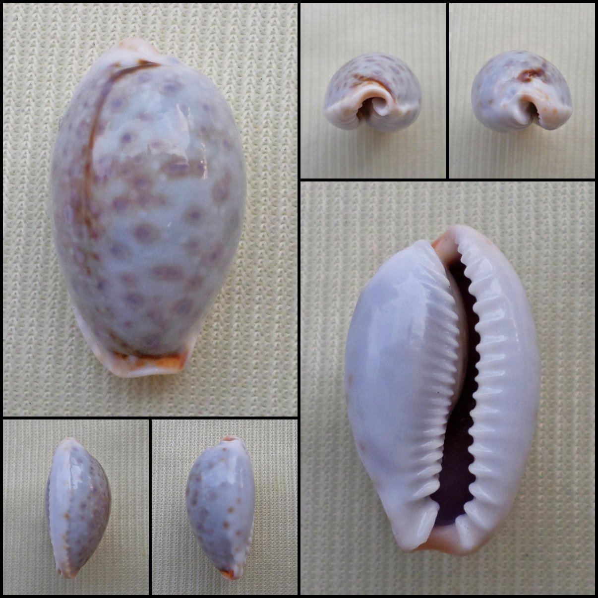 ACA30 - Erosaria boivinii 20.82mm