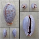 ACA30 - Erosaria boivinii 20.82mm