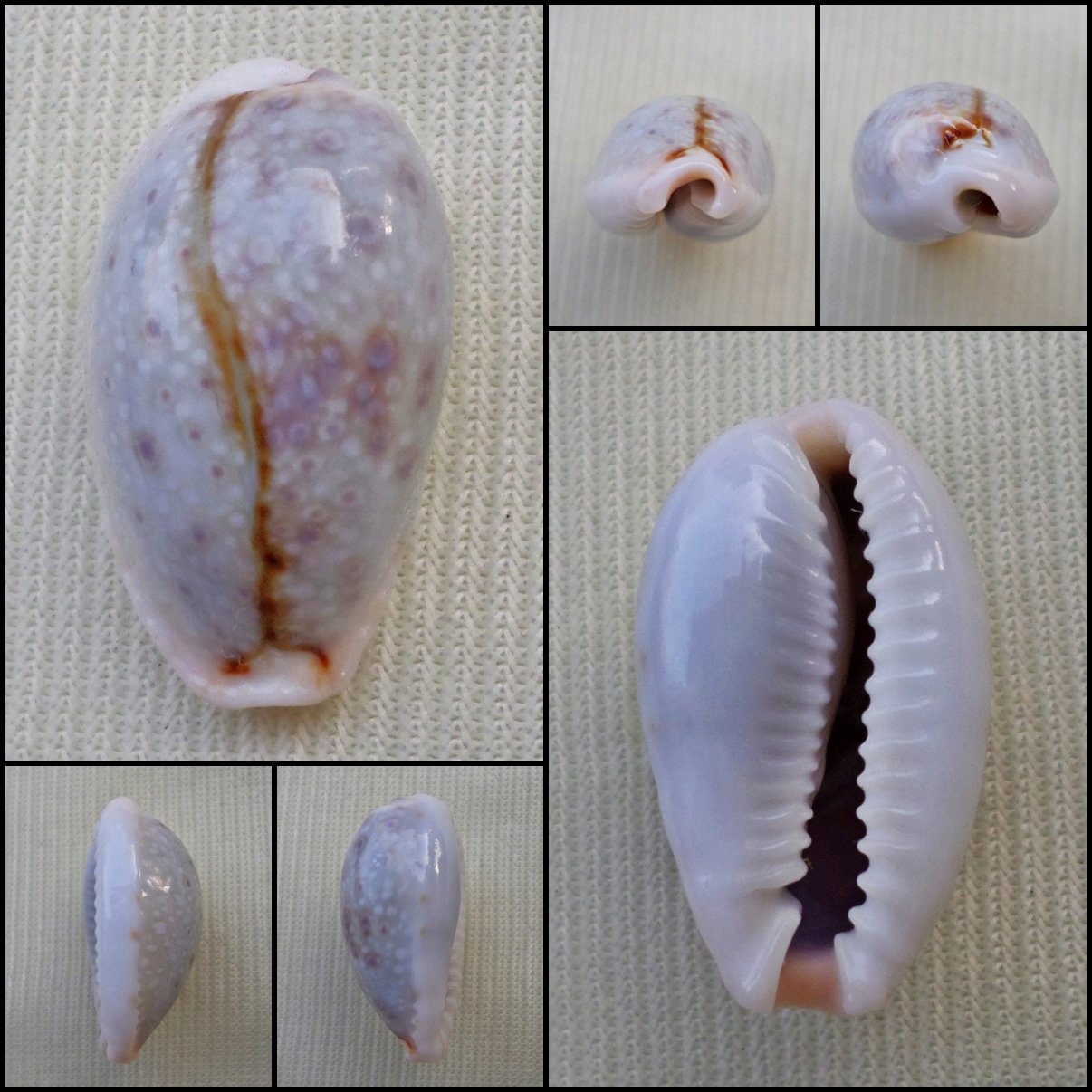 ACA31 - Erosaria boivinii 21.25mm