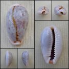 ACA31 - Erosaria boivinii 21.25mm